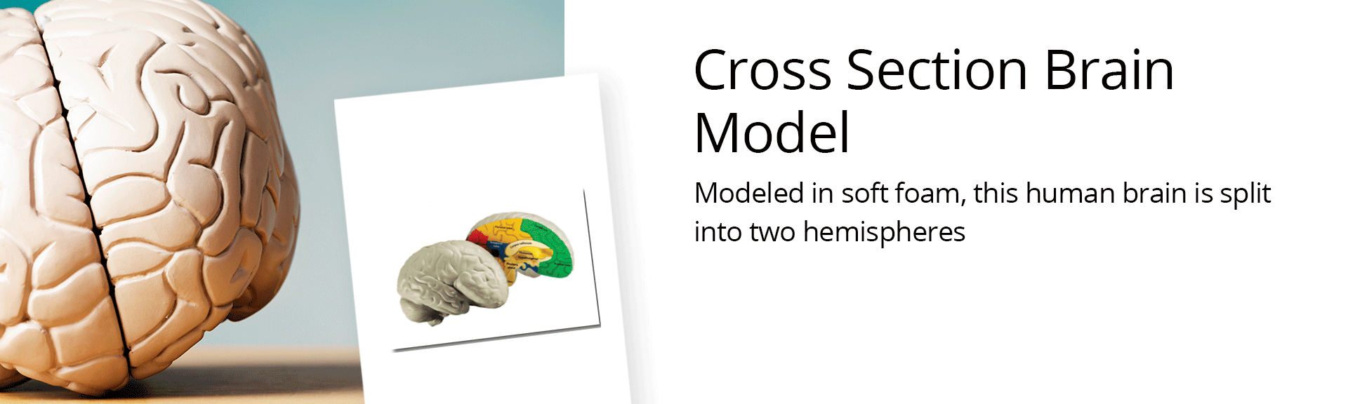 Cross Section Brain Model Banner