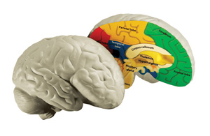 CROSS SECTION BRAIN MODEL